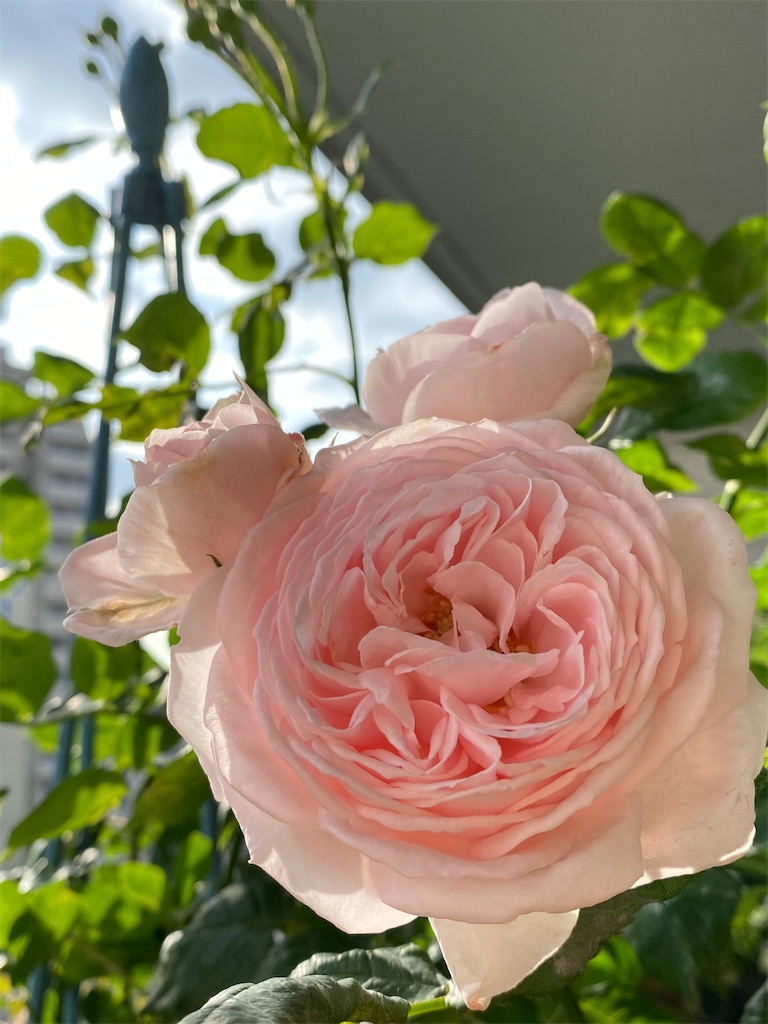 f:id:tef_rose:20200521030936j:image