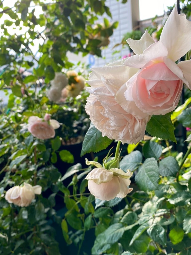 f:id:tef_rose:20200521030943j:image
