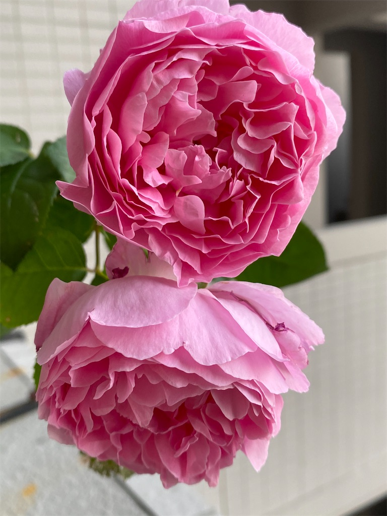 f:id:tef_rose:20200521030947j:image