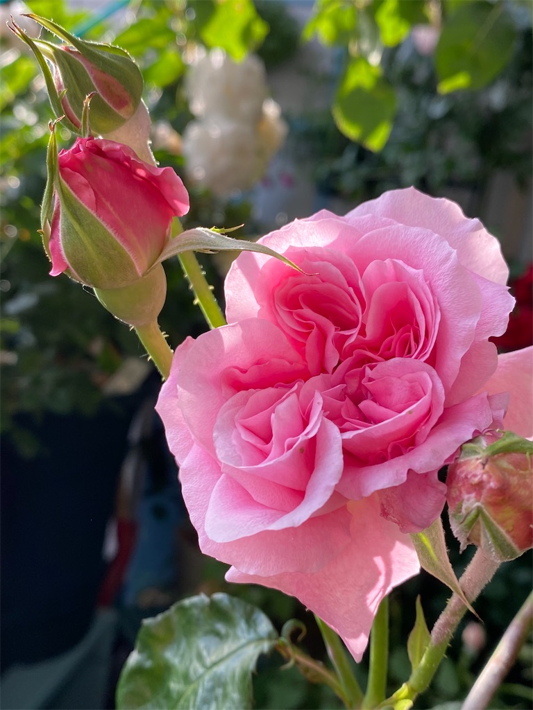 f:id:tef_rose:20200521031516j:image
