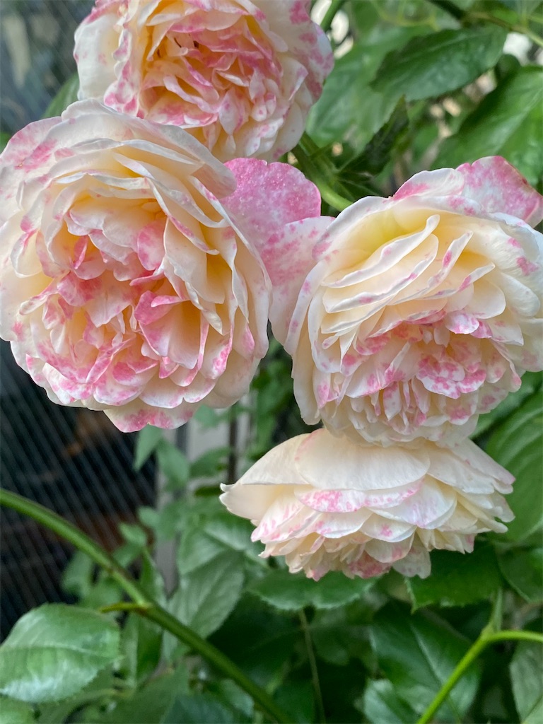 f:id:tef_rose:20200524215952j:image