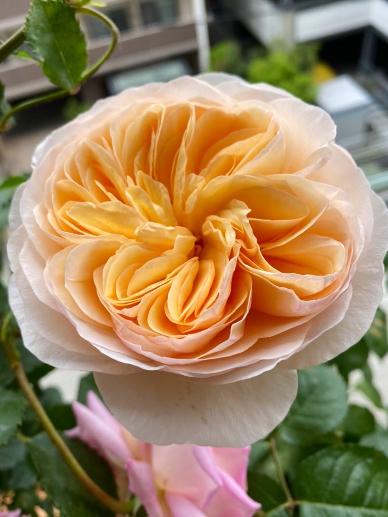 f:id:tef_rose:20200525012638j:image f:id:tef_rose:20200525012638j:image