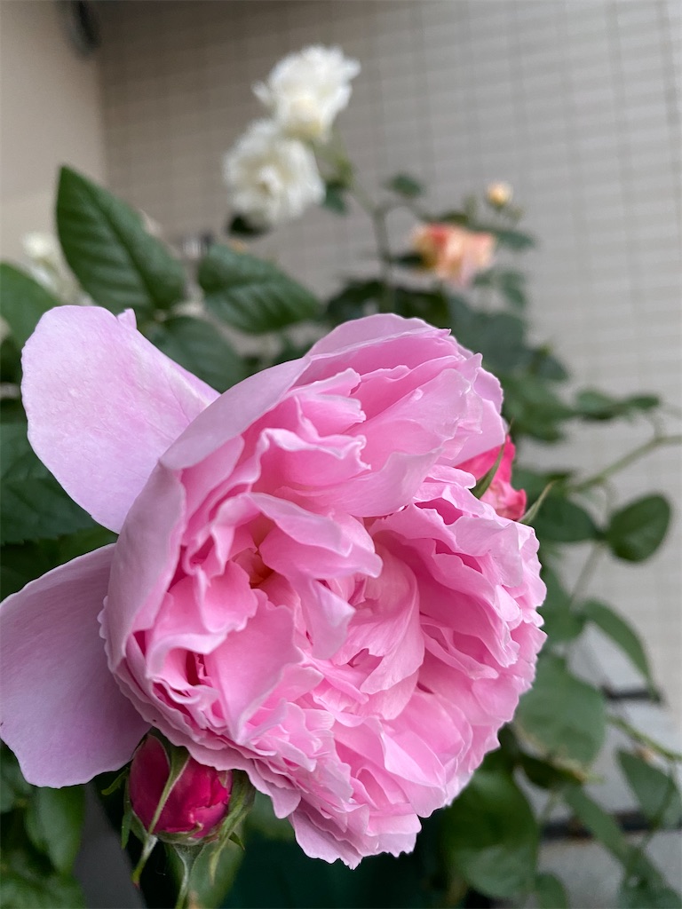 f:id:tef_rose:20200525160048j:image