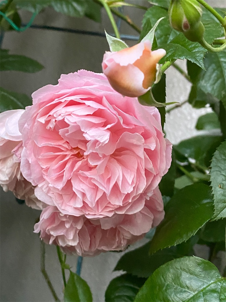 f:id:tef_rose:20200525160052j:image