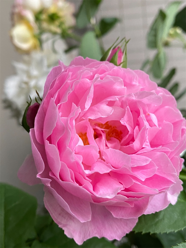 f:id:tef_rose:20200525160113j:image