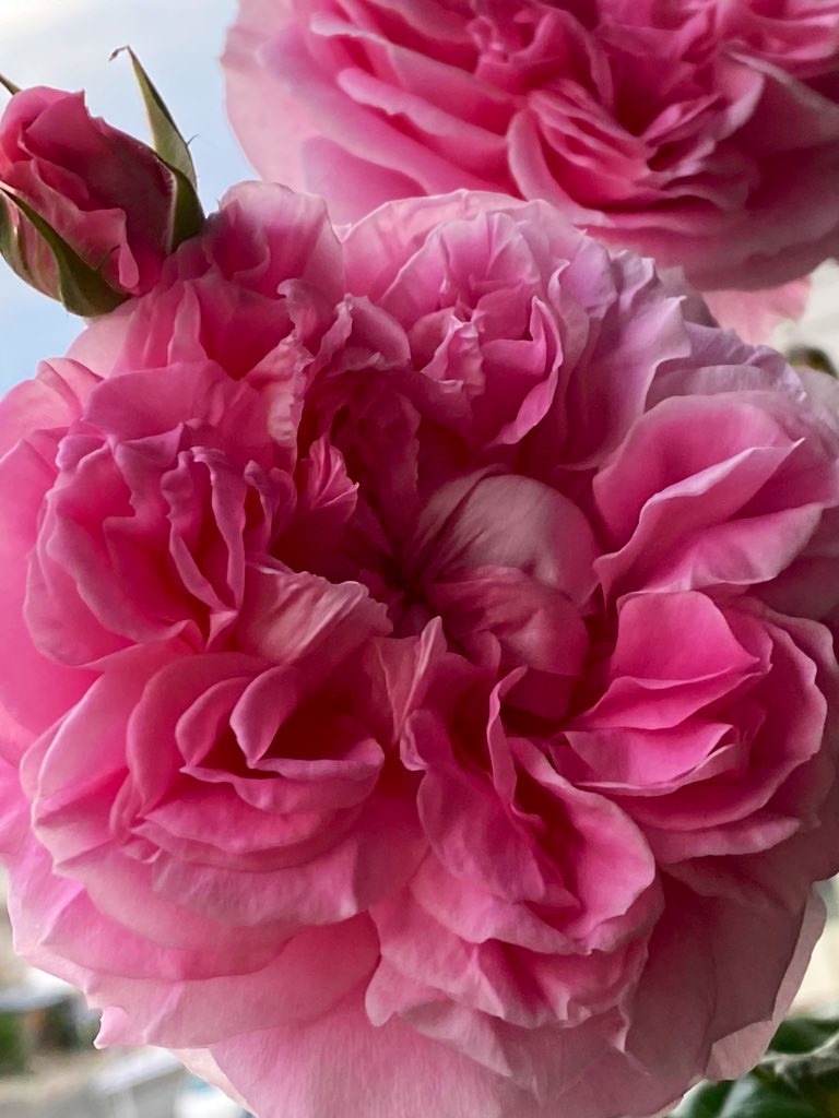 f:id:tef_rose:20200527032014j:image f:id:tef_rose:20200527032014j:image