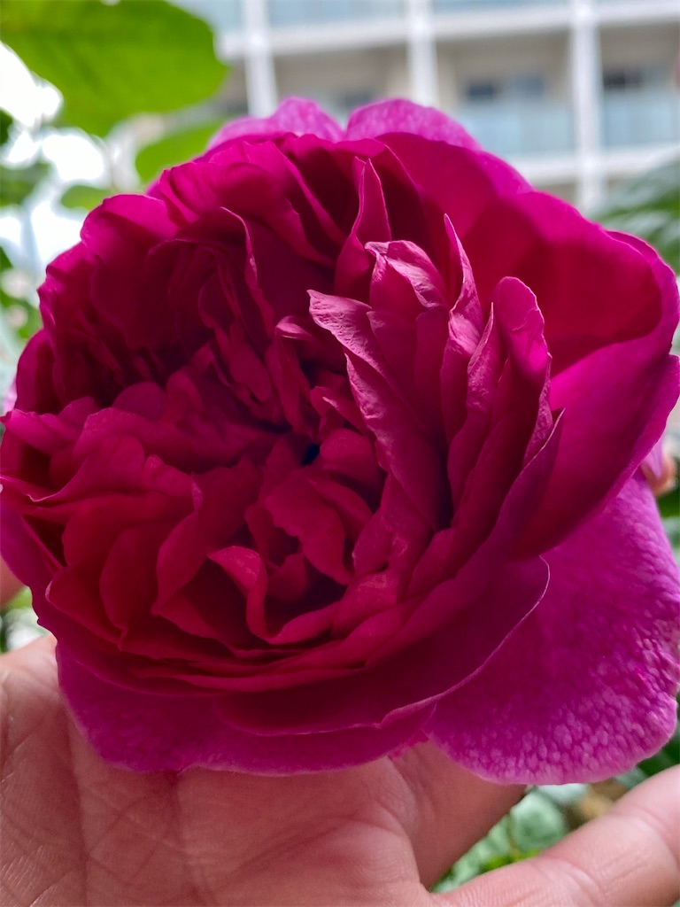 f:id:tef_rose:20200528182731j:image