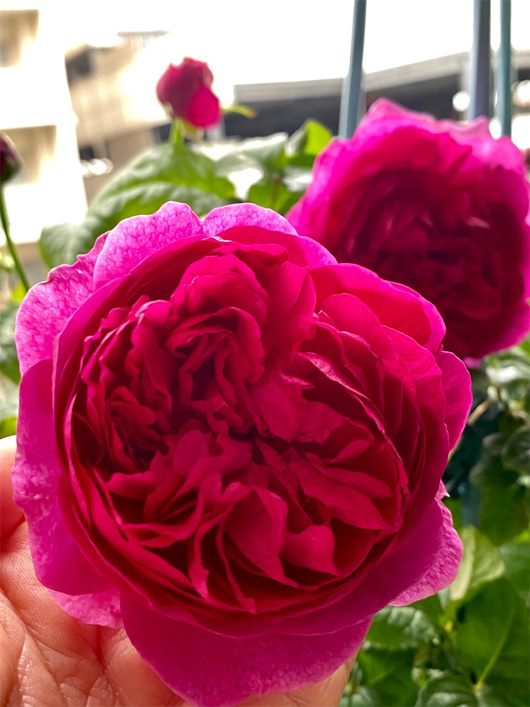 f:id:tef_rose:20200528182927j:image