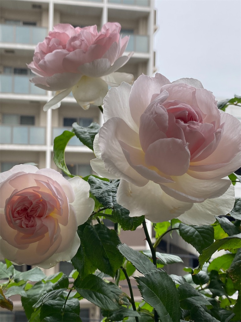 f:id:tef_rose:20200528182931j:image