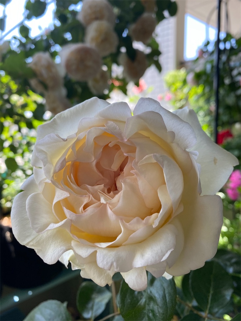 f:id:tef_rose:20200528182935j:image