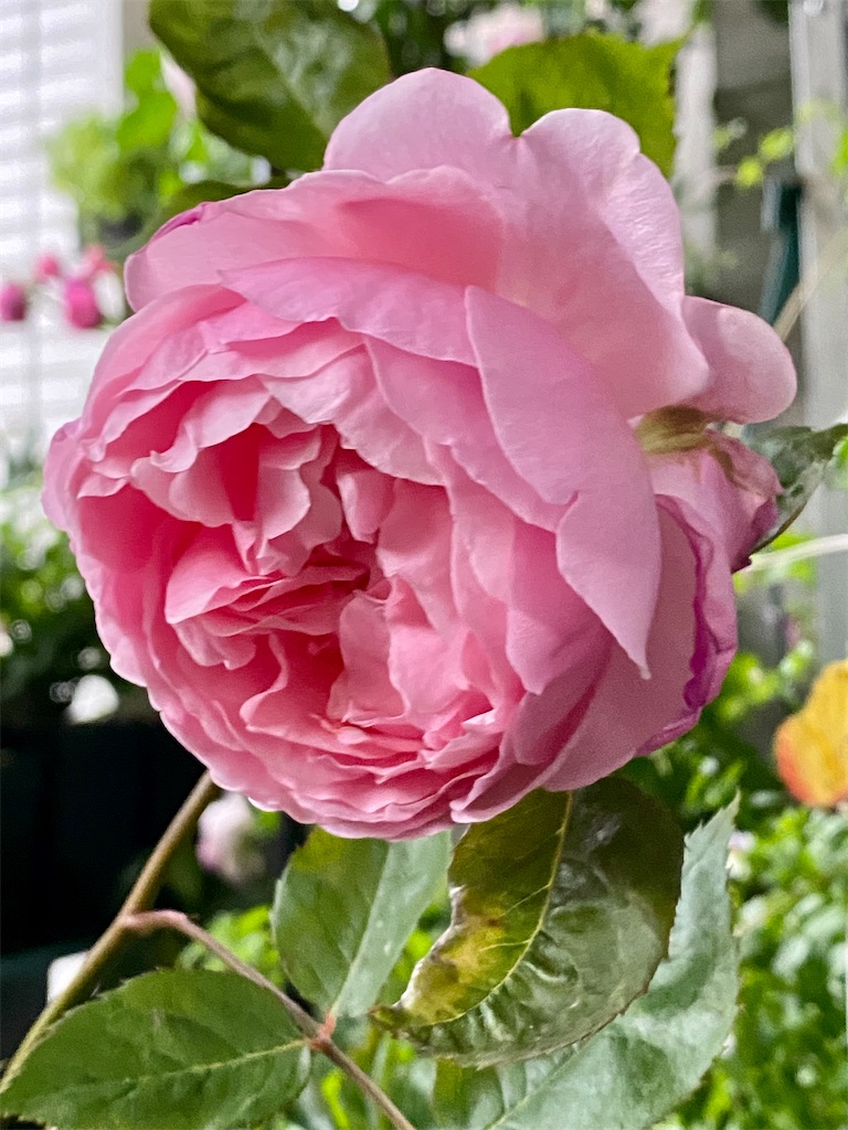 f:id:tef_rose:20200528182939j:image