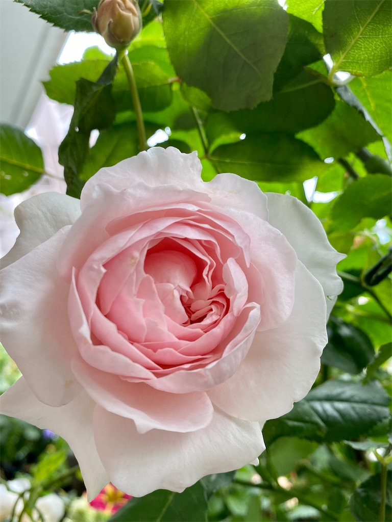 f:id:tef_rose:20200530195632j:image
