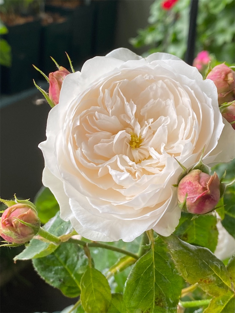f:id:tef_rose:20200530195637j:image