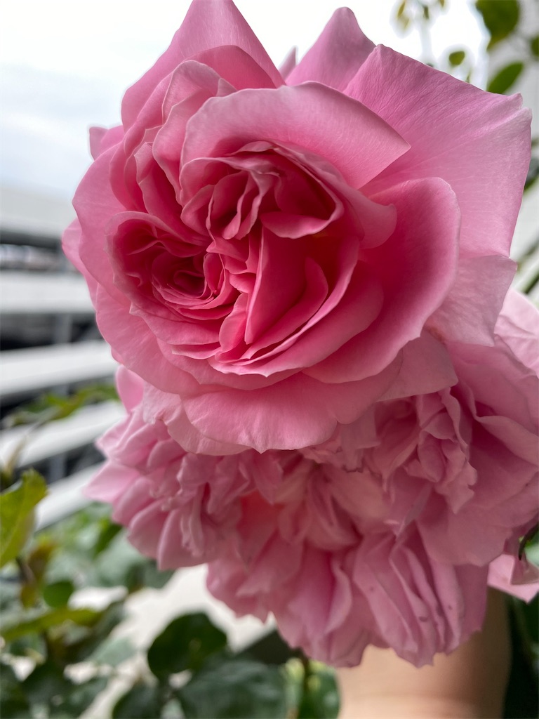 f:id:tef_rose:20200530195641j:image