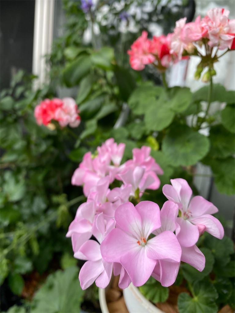 f:id:tef_rose:20200530195655j:image