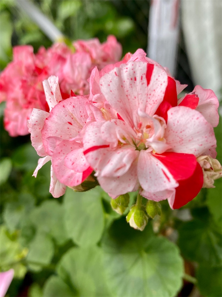 f:id:tef_rose:20200530195715j:image