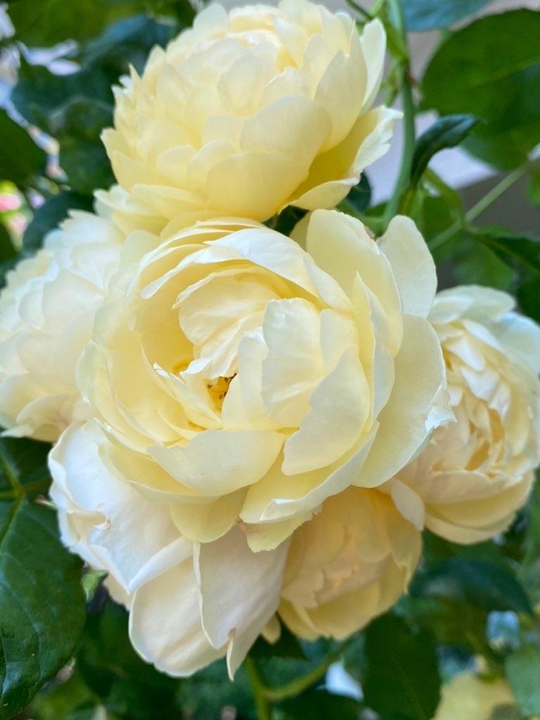 f:id:tef_rose:20200531191921j:image