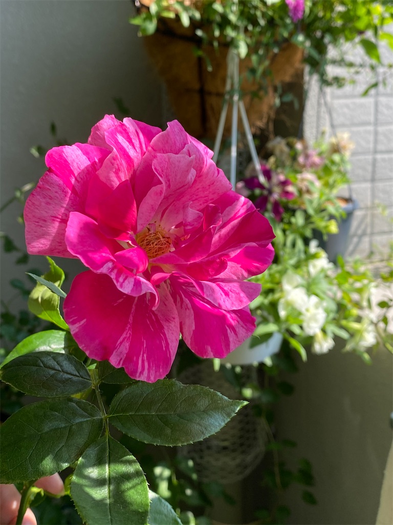 f:id:tef_rose:20200531191935j:image