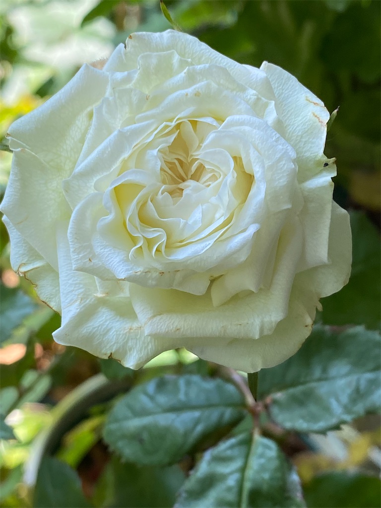 f:id:tef_rose:20200531191946j:image