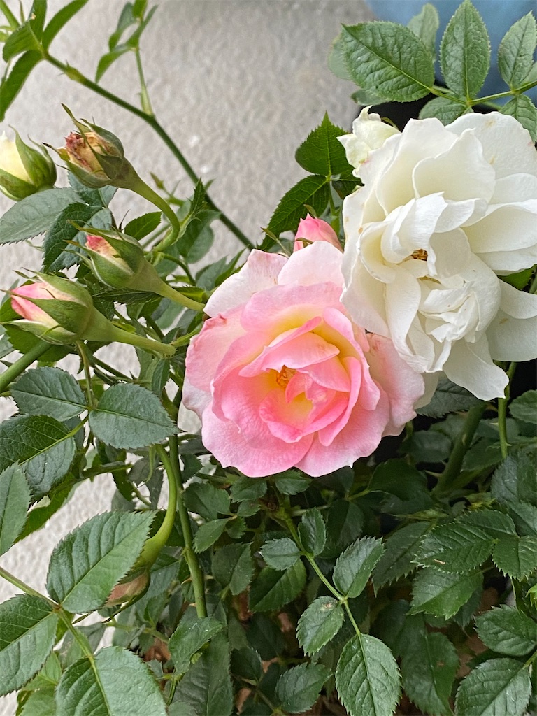 f:id:tef_rose:20200603002913j:image