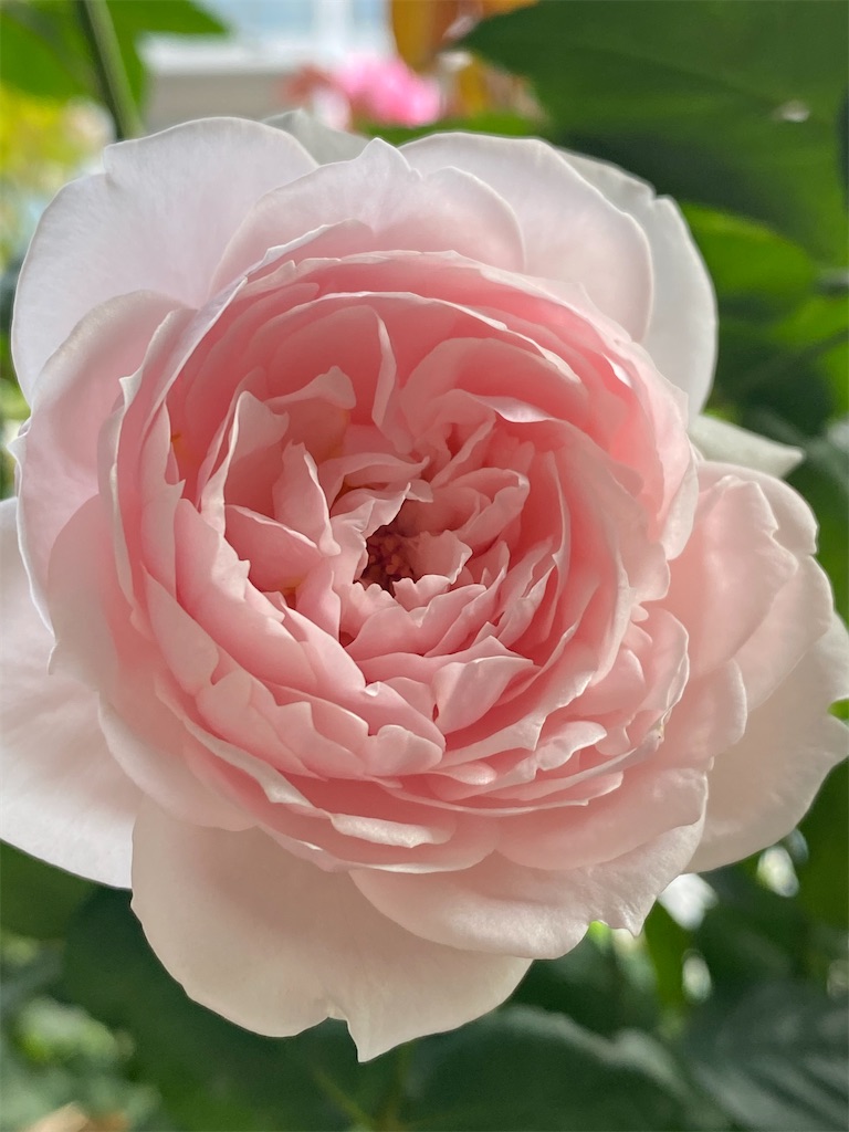 f:id:tef_rose:20200605032419j:image