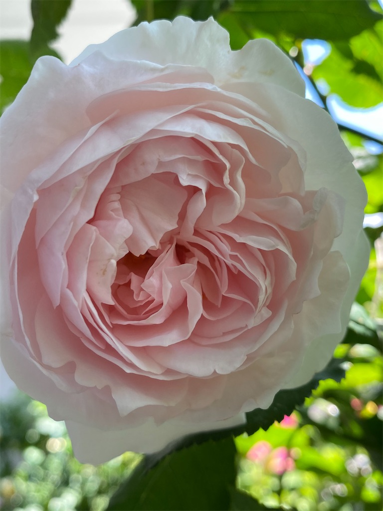 f:id:tef_rose:20200605034749j:image