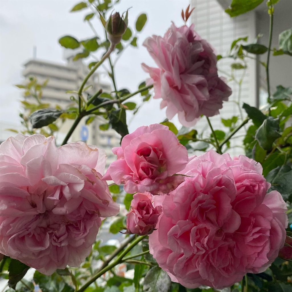 今が正念場 6月のベランダ のお手入れ ハダニ嫌ですー Tef S Garden ベランダでバラと暮らす