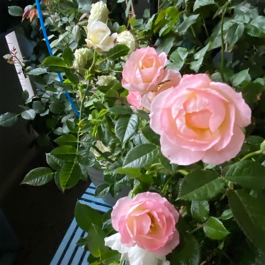 f:id:tef_rose:20200608040633j:image