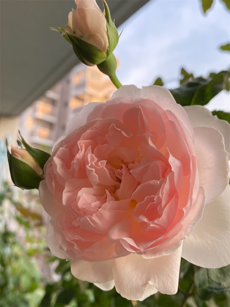 今が正念場 6月のベランダ のお手入れ ハダニ嫌ですー Tef S Garden ベランダでバラと暮らす