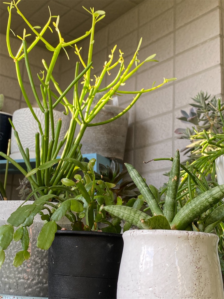 f:id:tef_rose:20200611212954j:image