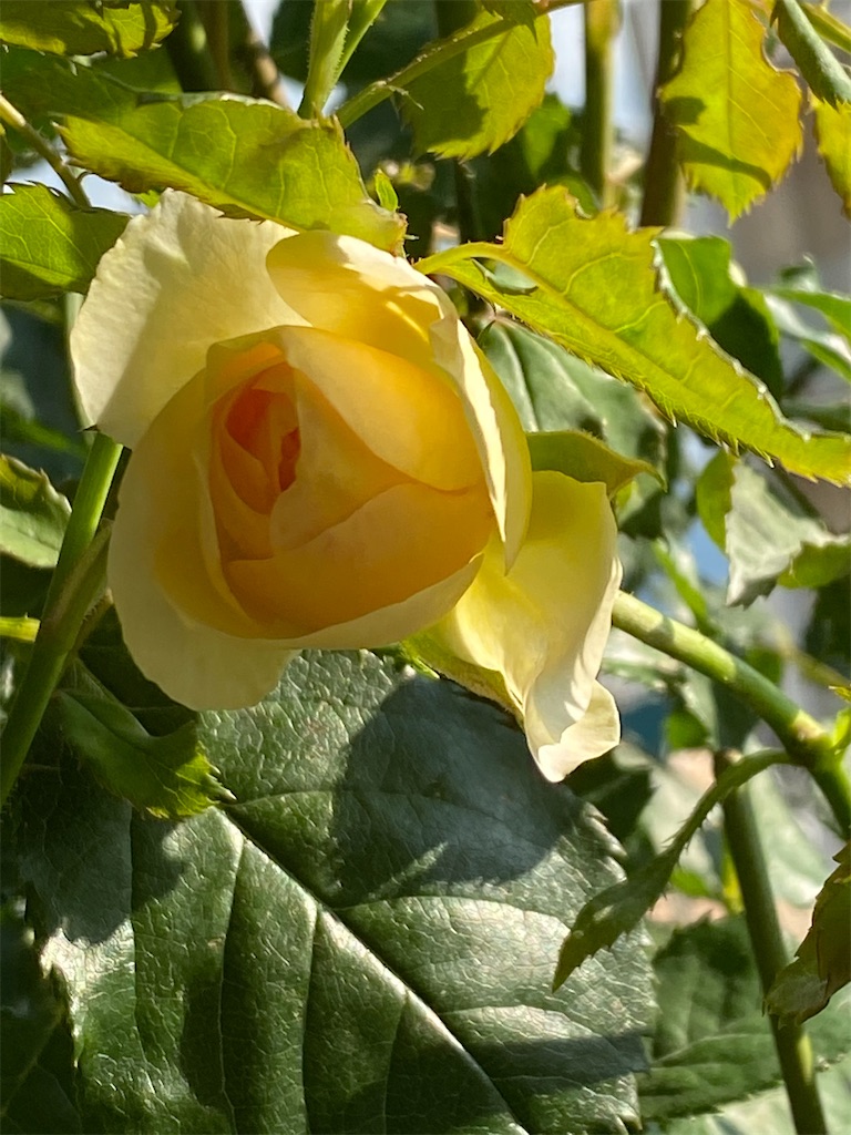 f:id:tef_rose:20200611213000j:image