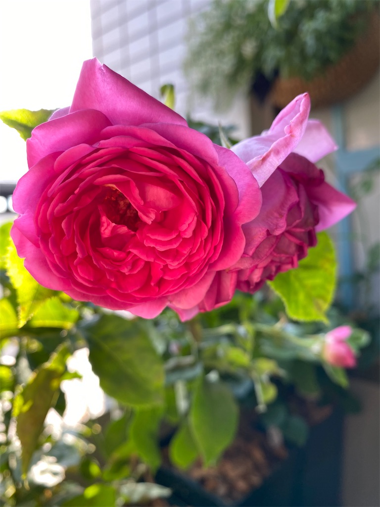 f:id:tef_rose:20200611213006j:image