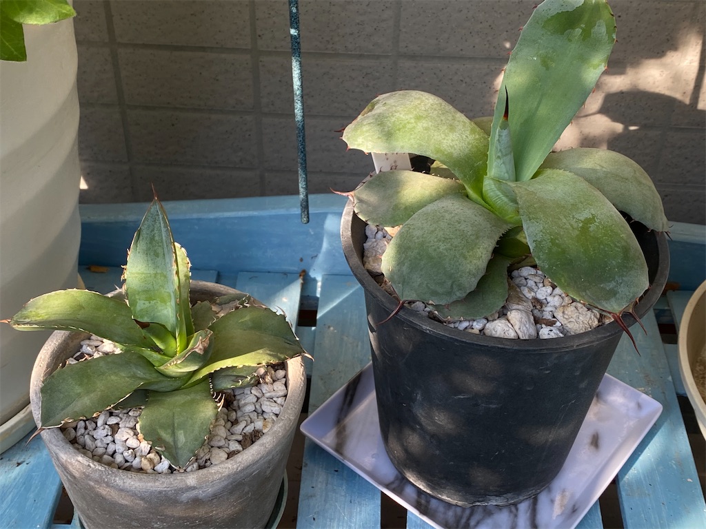 f:id:tef_rose:20200611213010j:image