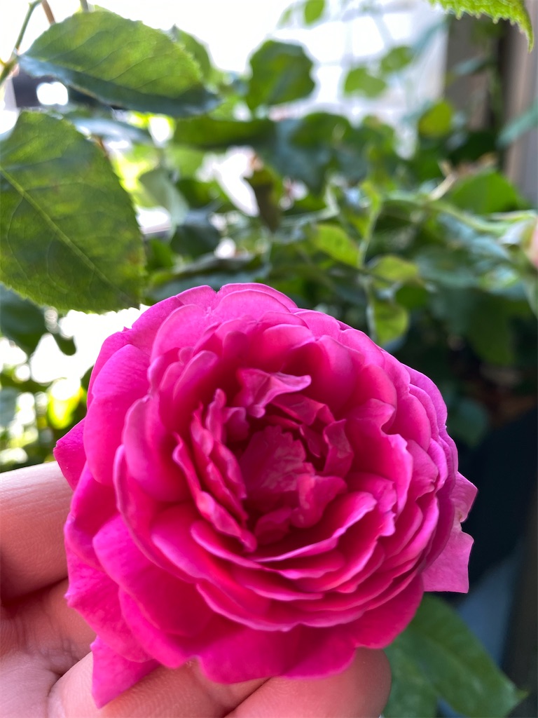 f:id:tef_rose:20200611213020j:image