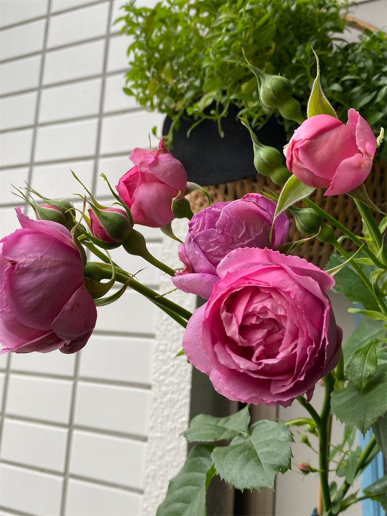 f:id:tef_rose:20200611220408j:image