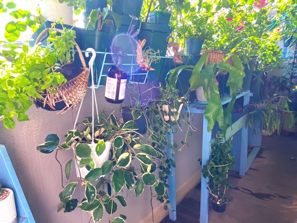 f:id:tef_rose:20200611223830j:image