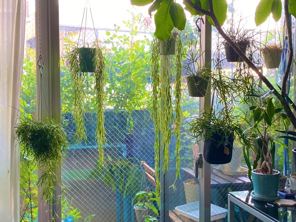 f:id:tef_rose:20200611223833j:image