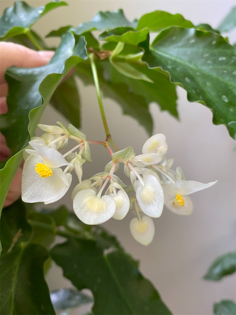 f:id:tef_rose:20200611223837j:image