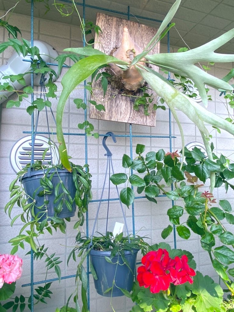 f:id:tef_rose:20200611223841j:image