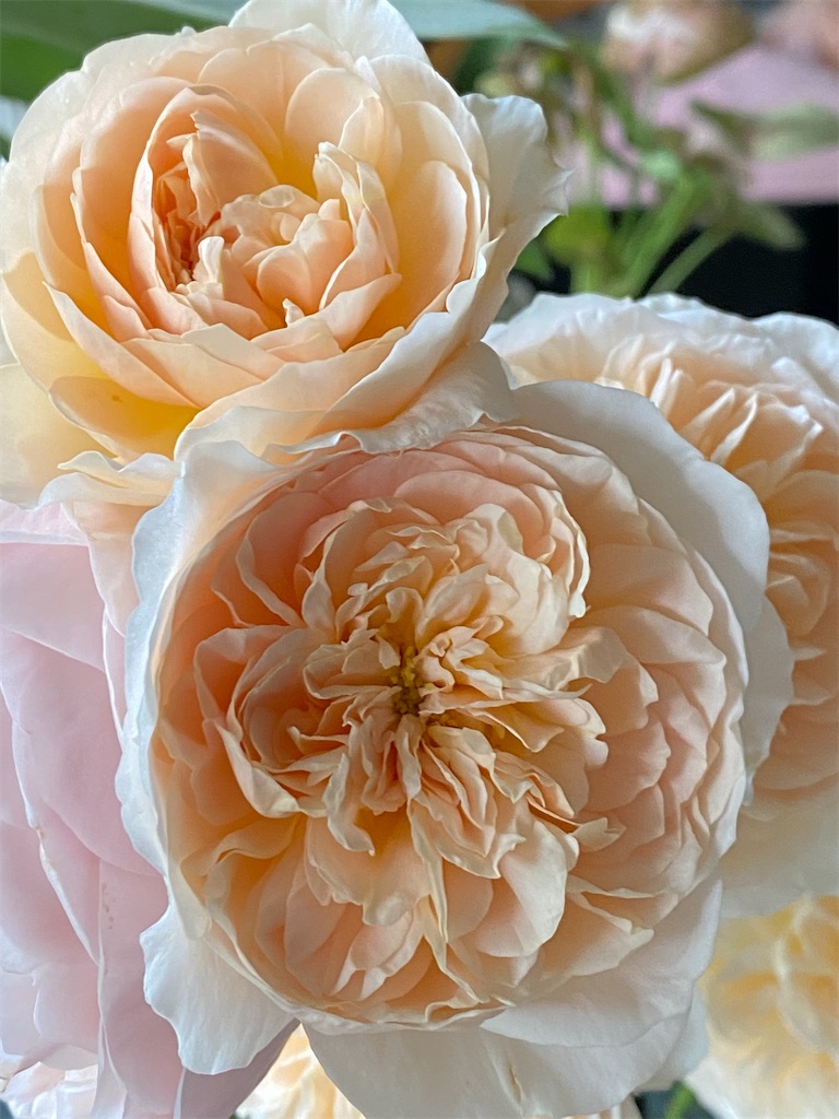 f:id:tef_rose:20200616203121j:plain