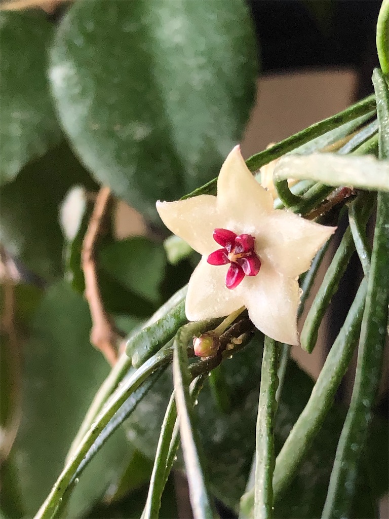 ホヤ レツーサ スパイダーホヤ - Tef's Garden 〜ベランダでバラと暮らす〜