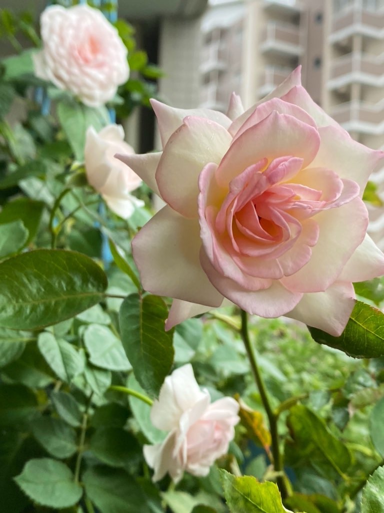 f:id:tef_rose:20200618215930j:plain