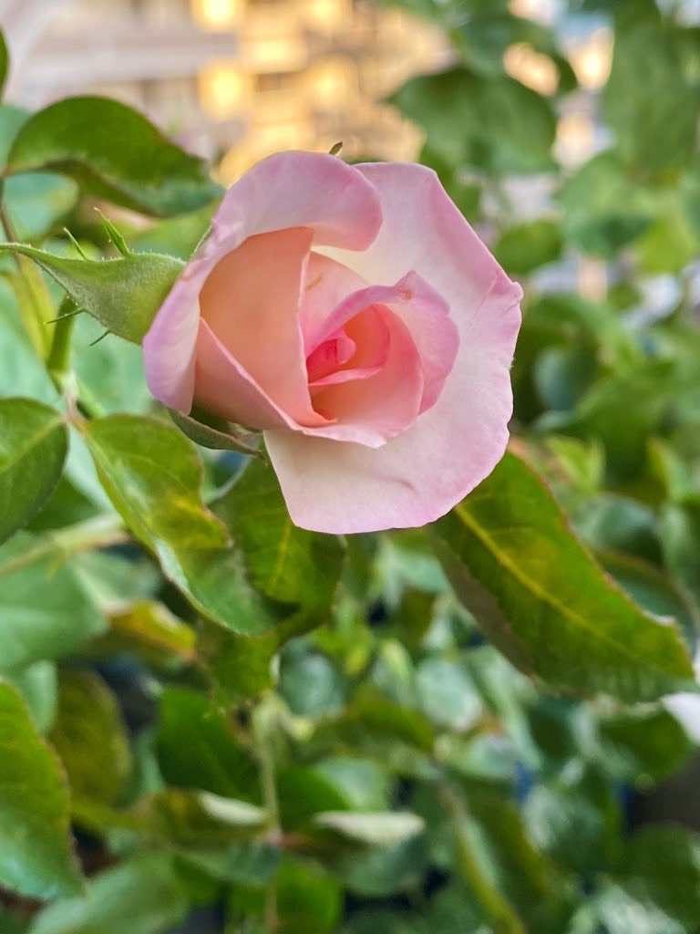 f:id:tef_rose:20200618220013j:plain
