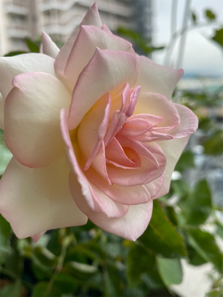 f:id:tef_rose:20200618220018j:plain