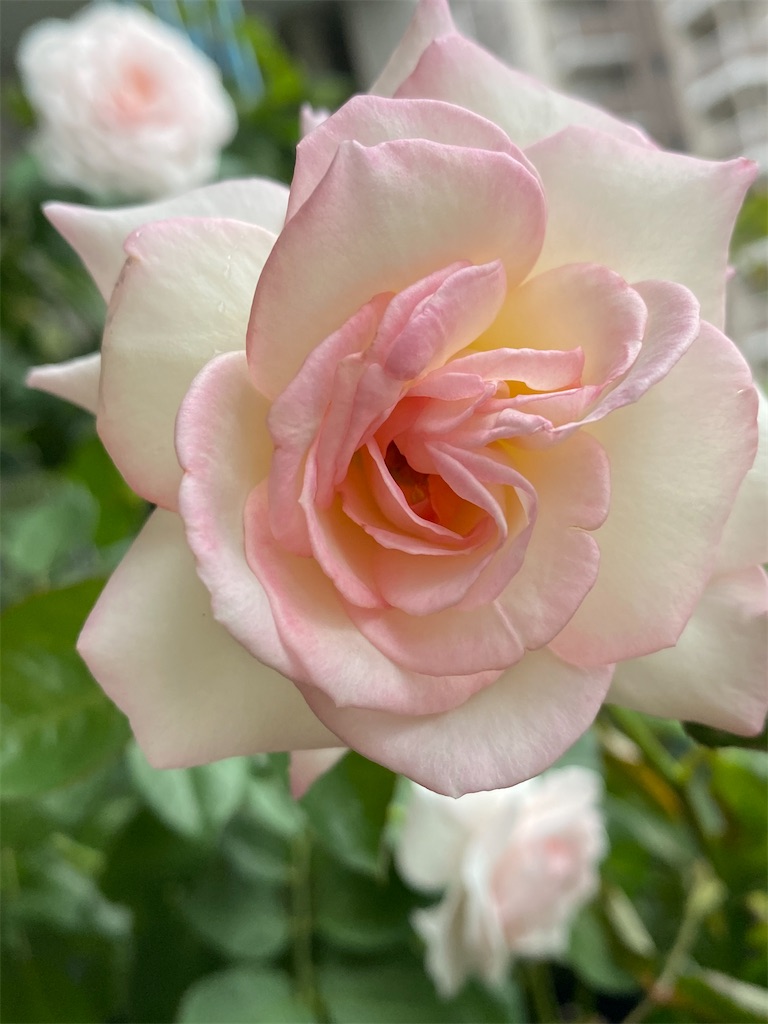 f:id:tef_rose:20200618220022j:plain