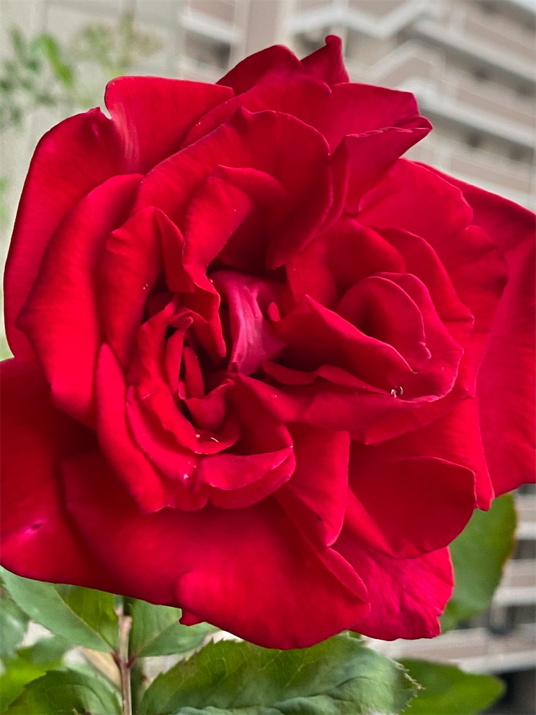 f:id:tef_rose:20200618220159j:plain