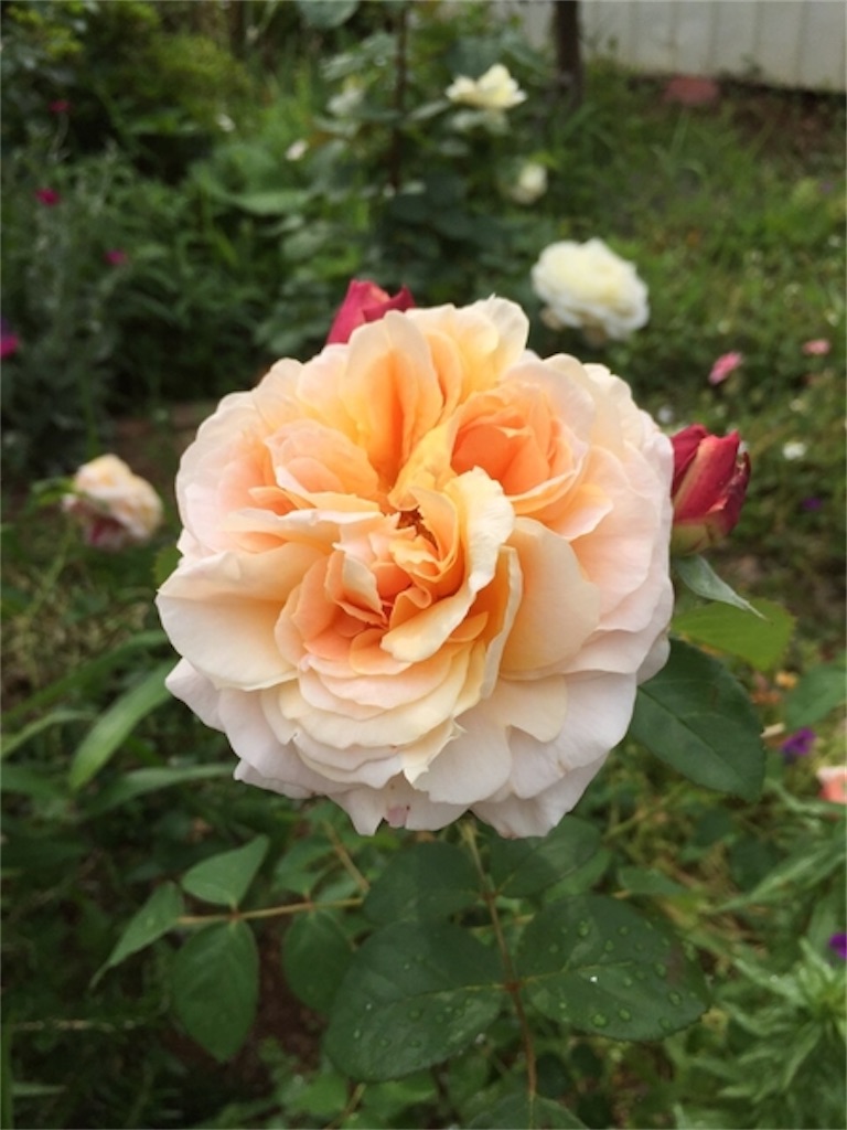 f:id:tef_rose:20200618220607j:plain
