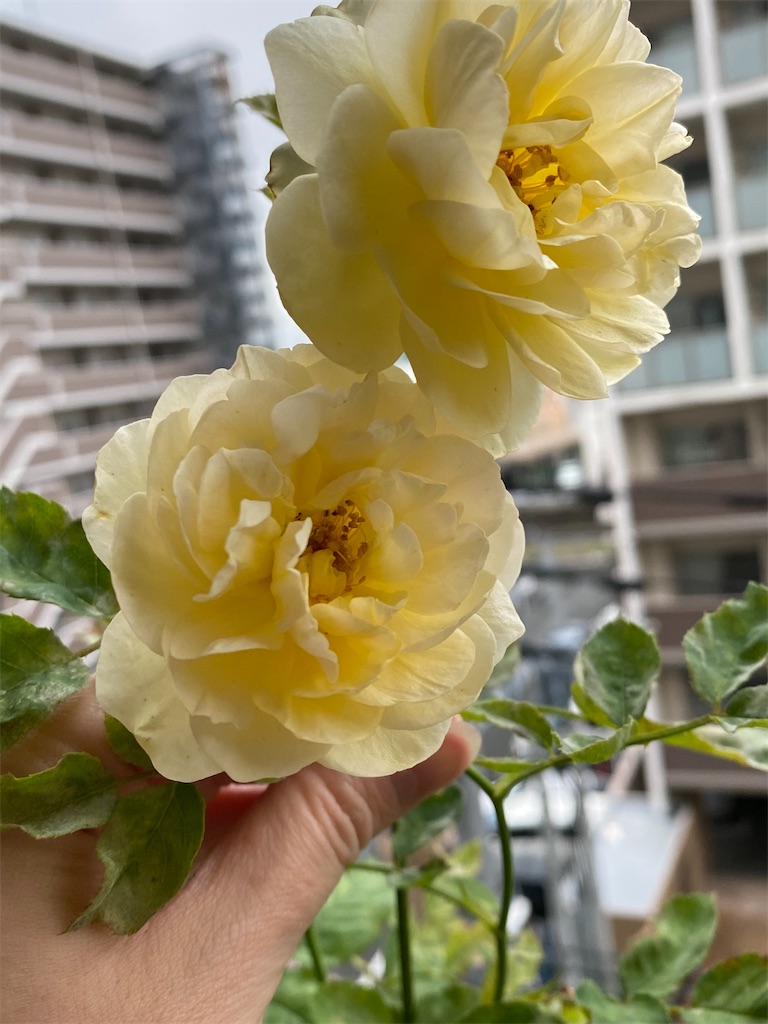 f:id:tef_rose:20200620223121j:plain f:id:tef_rose:20200620223121j:plain