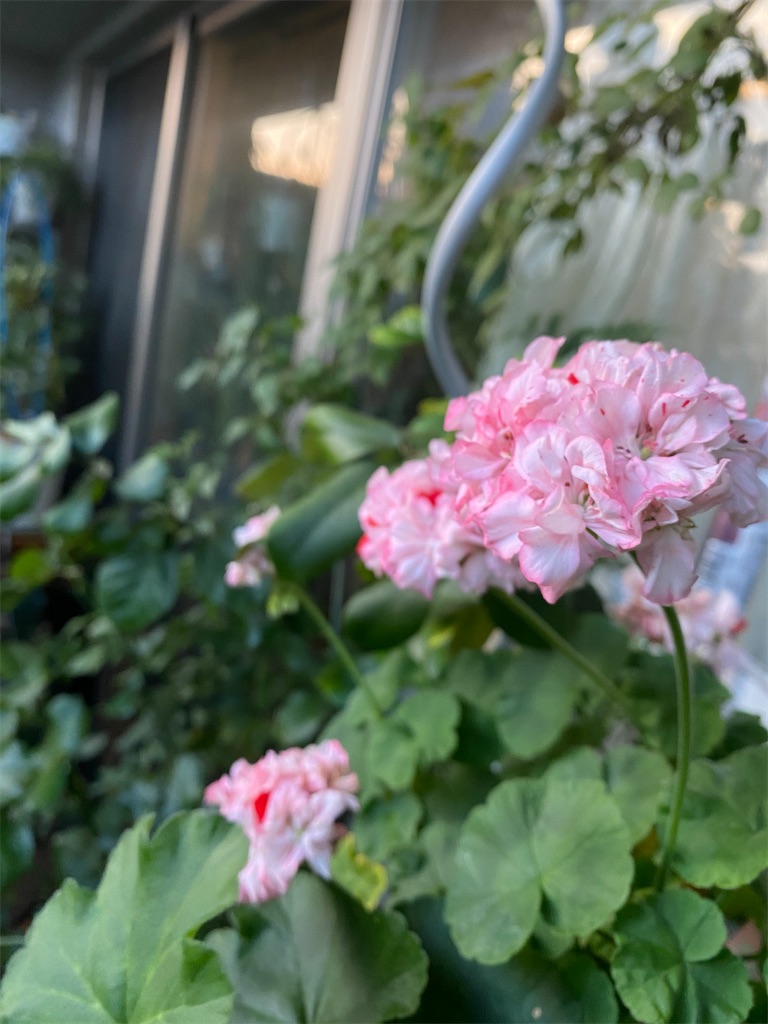 f:id:tef_rose:20200620223145j:plain f:id:tef_rose:20200620223145j:plain