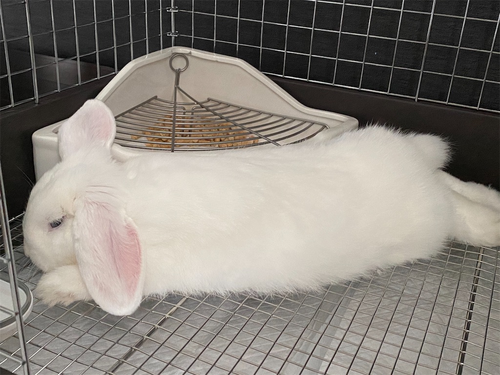最近のトイレ事情 うさぎのトイレのしつけ Rabbit V うさぎと小鳥と暮らす
